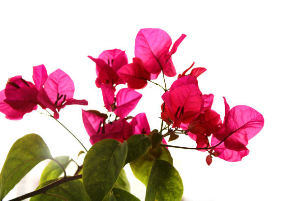 istock pink bougainvillea on white background 1281425299