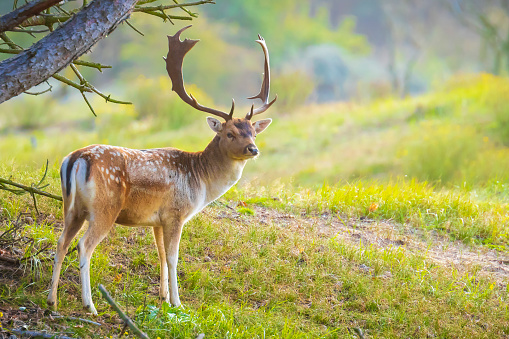 Roe deer (capreolus capreolus) posing on a grassland near the forest.