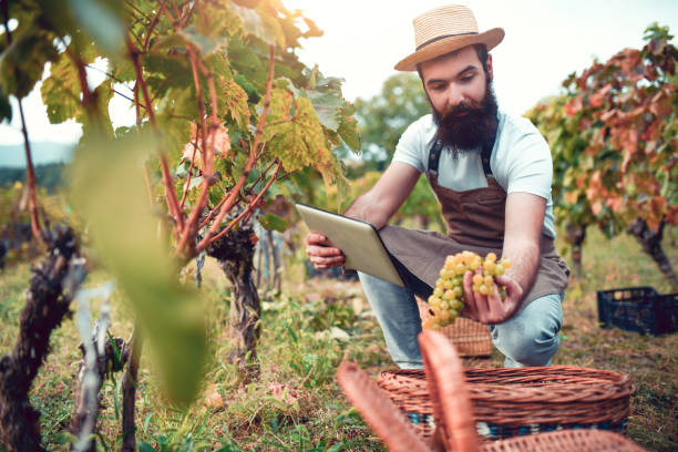 istock Agronomist Inspecting Grape Quality During Harvest 1281427314