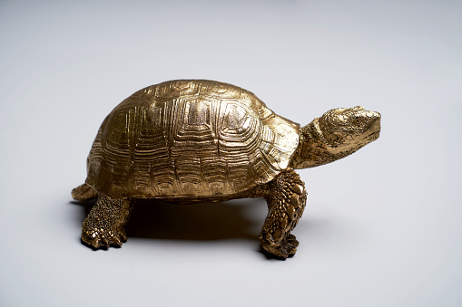 Feng Shui, metal turtle. Golden turtle statuette on white background with copy space