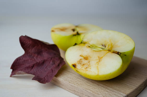 A ripe yellow apple is cut in two, wormy. Ugly.