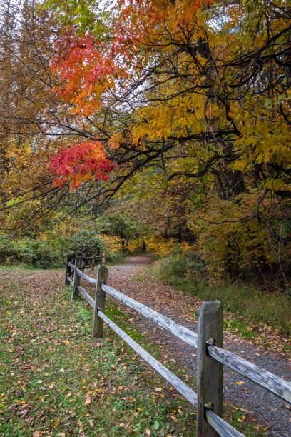 istock Fence lined trail leads to brilliant fall foliage on draping trees portrait 1281428622