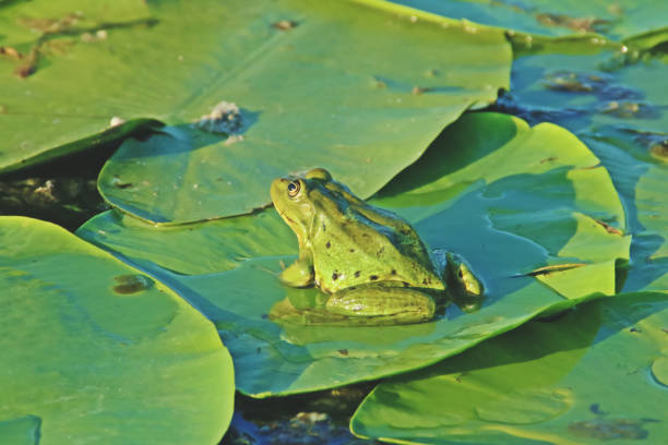 rana verde sobre una hoja de lirio de agua. - frog lily pond water fotografías e imágenes de stock