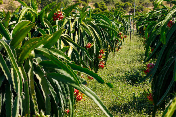 A plantation of dragon fruit cactus A plantation of dragon fruit cactus pitaya photos stock pictures, royalty-free photos & images