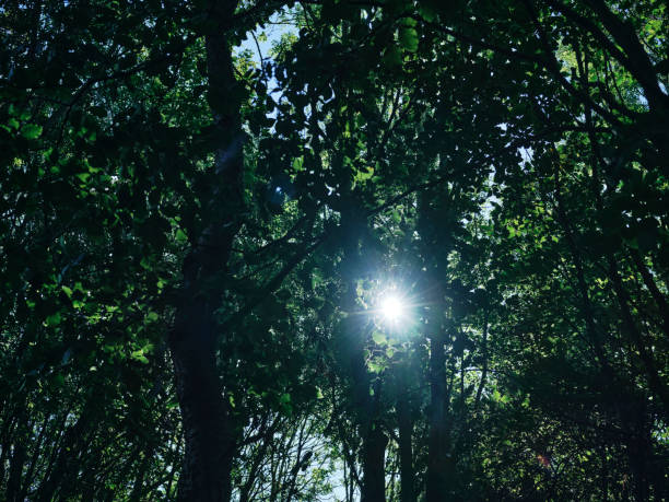 istock Sun star through thick summer woodland tree foliage, northwest England. 1281432297