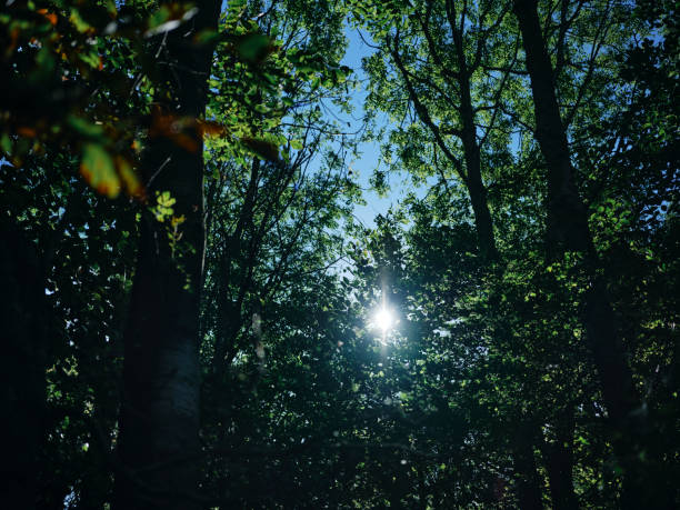 Sun star through thick summer woodland tree foliage, northwest England.