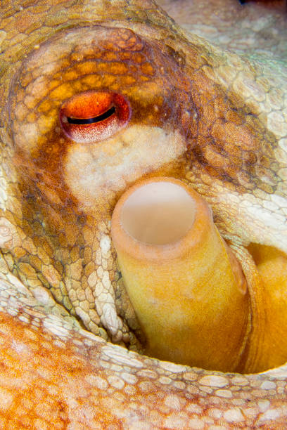istock Common Octopus, Cabo Cope-Puntas del Calnegre Natural Park, Spain 1281432373