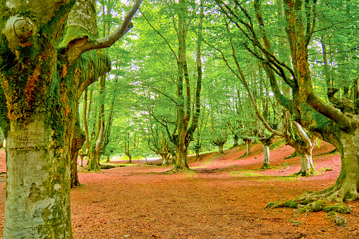 Otzarreta Beech Forest, Gorbeia Natural Park, Bizkaia, Basque Country, Spain, Europe