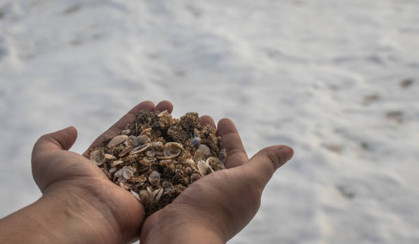 istock Girl holding sea shells at her hand 1281433931