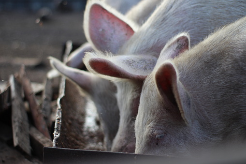 photograph of pink pigs eating food feed from a trough splashing food in pigpen on farm