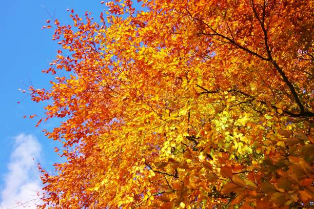 istock Colours Of Autumn. 1281434187