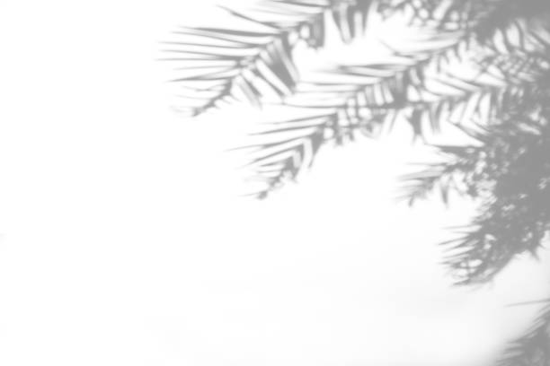 istock shadows of fir tree branches on a white wall 1281436017