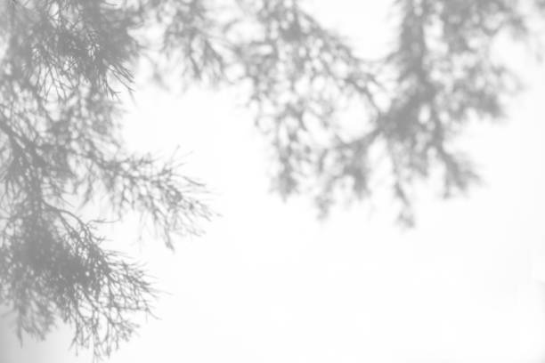 istock shadows of fir tree branches on a white wall 1281436046