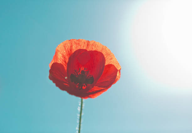 Single red poppy symbolizes remembrance of the First World War Red poppy flower brightly lit by the sun in a garden. 1918 stock pictures, royalty-free photos & images