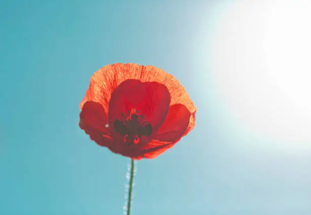 Photo of Single red poppy symbolizes remembrance of the First World War