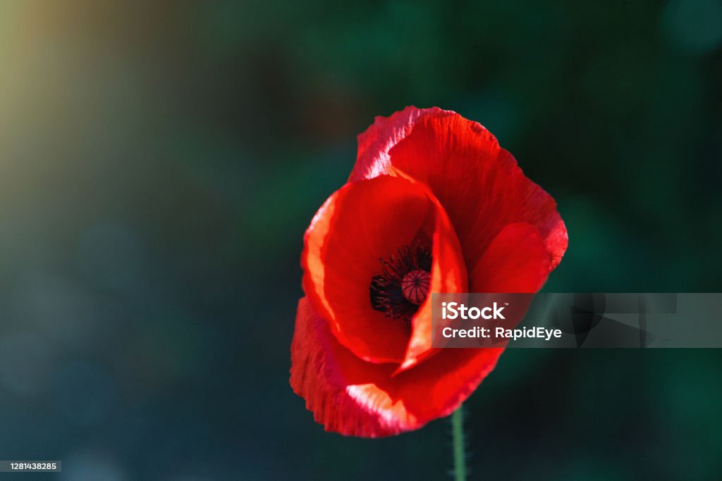 Single red poppy symbolizes remembrance of the First World War Red poppy flower brightly lit by the sun in a garden. Poppy - Plant Stock Photo