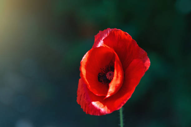Single red poppy symbolizes remembrance of the First World War Red poppy flower brightly lit by the sun in a garden. corn poppy photos stock pictures, royalty-free photos & images