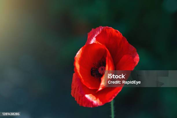 Single Red Poppy Symbolizes Remembrance Of The First World War Stock Photo - Download Image Now