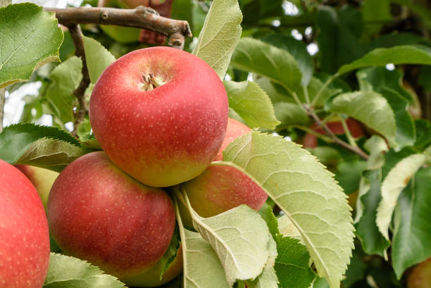 istock Ripe, red apples hanging on an apple tree, Hagnau am Bodensee, Baden-Wuerttemberg, Germany 1281438288