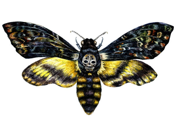 死の頭タカモスの水彩画イラスト - butterfly yellow white background wing点のイラスト素材／クリップアート素材／マンガ素材／アイコン素材