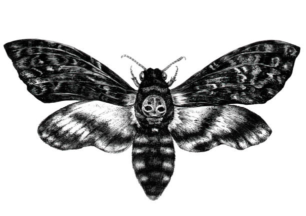акварель иллюстрация смерти-голова hawkmoth - moth stock illustrations