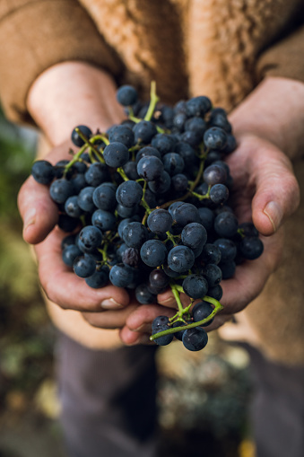 Freshly harvested bunch of ripe black grape in farmers hands. Autumn harvest. Selective focus. Shallow depth of field.