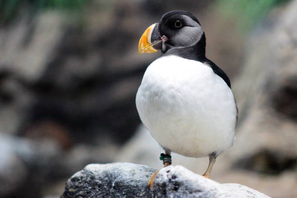 istock Young Atlantic Puffin, Iceland, Norway, Great Britain, Faroe Islands 1281438974
