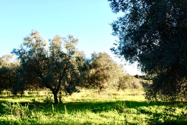 istock Olive plants in olive field in italy 1281439099