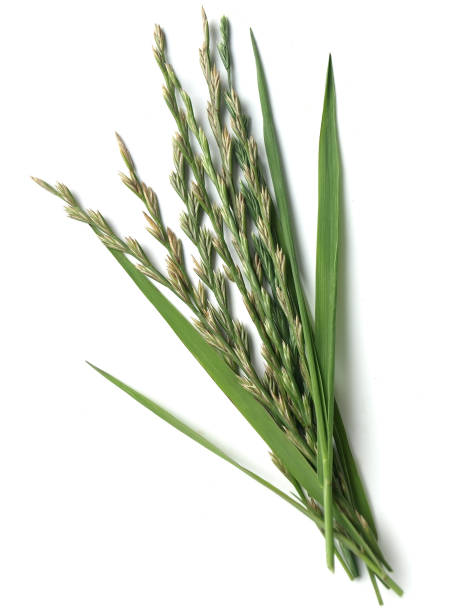 Couch grass (Elymus repens) ...commonly known as couch grass elymus stock pictures, royalty-free photos & images