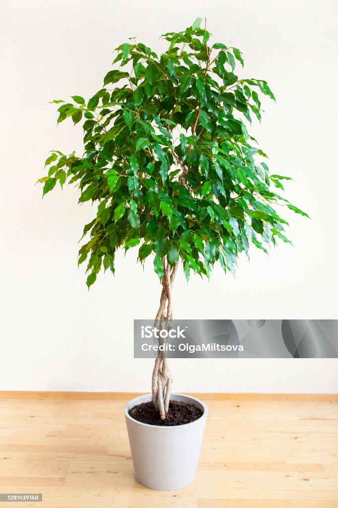 Foto de Ficus Benjamina Grande Planta Verde Com Haste Trançada Longa e mais fotos de stock de Vaso de flor - iStock Foto de Ficus Benjamina Grande Planta Verde Com Haste Trançada Longa e mais fotos de stock de Vaso de flor - iStock