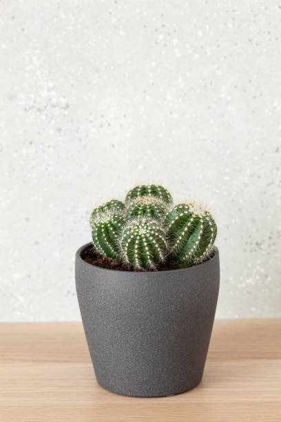 istock green houseplant cactus parodia warasii 1281439175