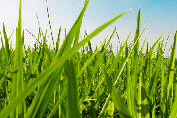 istock Grass and the green 1281439750