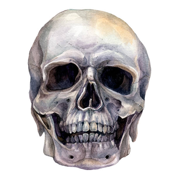 인간의 두개골의 수채화 사실적 그림 - sketch skull people anatomy stock illustrations