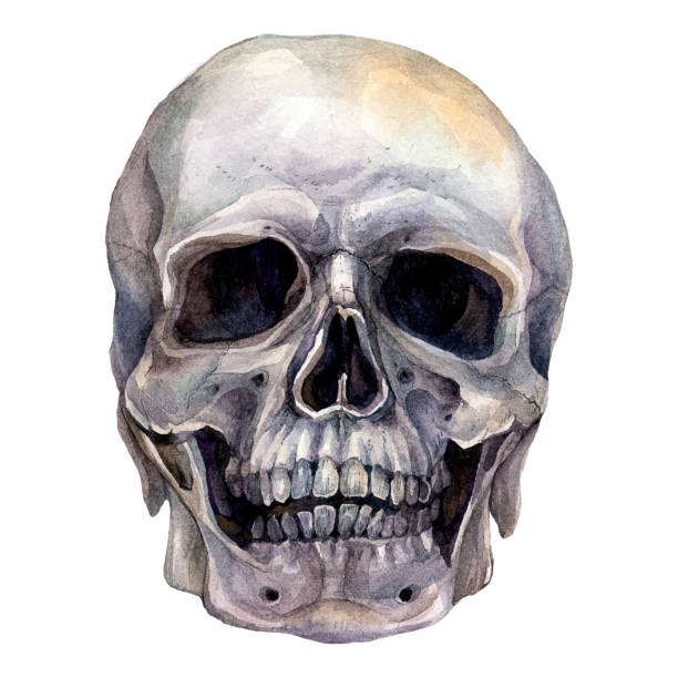 Watercolor Realistic Illustration of Human Skull Watercolor Realistic Illustration of Human Skull Isolated on White Background. Spooky Halloween Decoration, Mexican Day of the Dead Symbol. Gothic Style Design. Smiling Skull Tattoo Design. gothic art stock illustrations