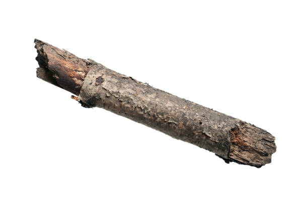 istock Old dry branch of a tree 1281439886