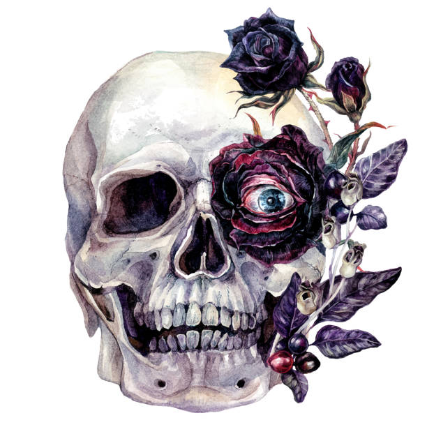 수채화 두개골과 꽃 할로윈 일러스트레이션 - sketch skull people anatomy stock illustrations