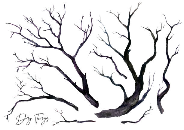 aquarell-kollektion von trockenen schwarzen zweigen - naked tree stock-grafiken, -clipart, -cartoons und -symbole
