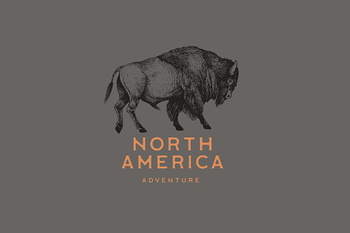 Hand-drawing of American bison in retro engraving style. Buffalo in graphic vintage style. Vector logo template.