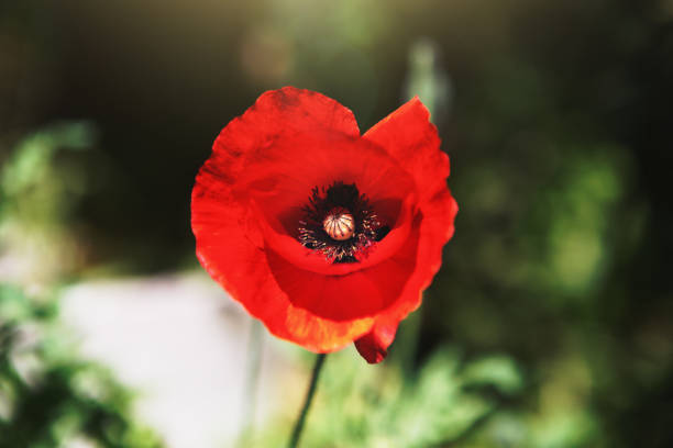 Single red poppy symbolizes remembrance of the First World War Red poppy flower brightly lit by the sun in a garden. 1918 stock pictures, royalty-free photos & images