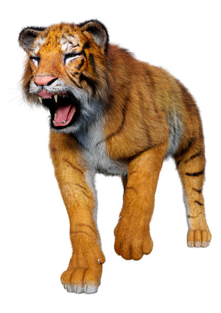 istock 3D illustration big cat tiger on white 1281441649