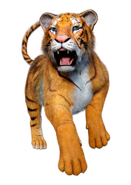 istock 3D illustration big cat tiger on white 1281441659