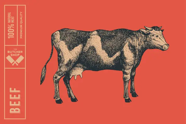 Vector illustration of Graphic hand-drawn cow on a red background.