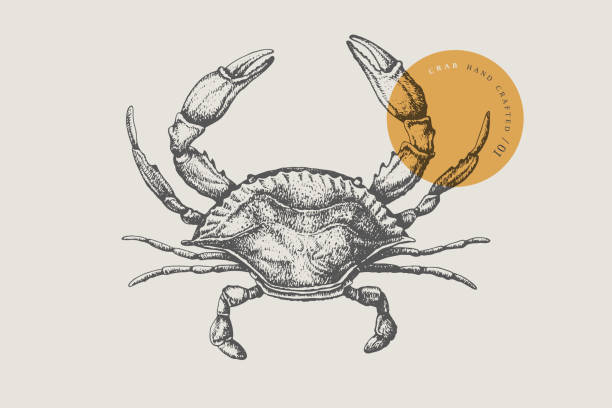 Sea crab drawn by graphic lines. Sea crab drawn by graphic lines on a light background. Retro engraving for a menu of fish restaurants, for packaging in markets and in stores. Vector vintage illustration. crab stock illustrations