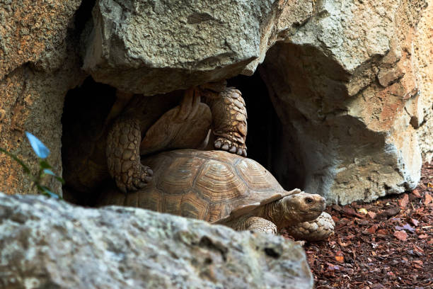 istock beautiful leopard tortoises in their rock cave reproducing while crashing the shell against the ceiling of the cave in a zoo in valencia spain 1281442849