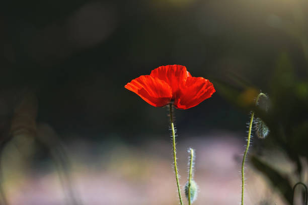 単一の赤いケシは、第一次世界大戦の思い出を象徴しています - poppy field flower single flower ストックフォトと画像