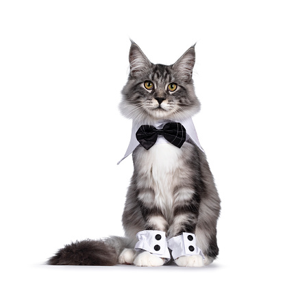 Handsome black tabby silver Maine cat, wearing bow tie around neck and cuffs around paws. Sitting up facing camera. isolated on white background.