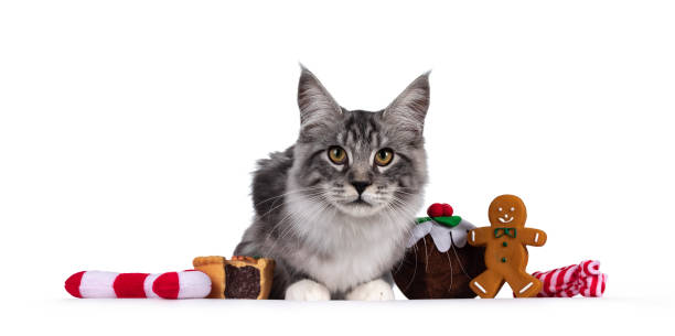 istock Maine Coon cat on white background 1281444118