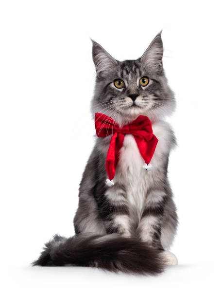 istock Maine Coon cat on white background 1281444119