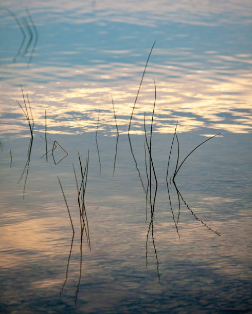 istock Grass in the lake at sunrise. 1281444140
