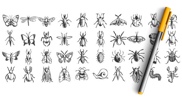 owady doodle zestaw - świetlik chrząszcz stock illustrations